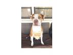 Adopt Hulk a White - with Red, Golden, Orange or Chestnut American Pit Bull