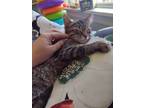 Adopt Stella a Gray, Blue or Silver Tabby Domestic Mediumhair / Mixed cat in Paw