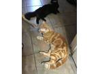 Adopt Sky a Orange or Red American Shorthair / Mixed (short coat) cat in