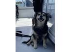 Adopt Gordo a Black Dachshund / Mixed dog in Key West, FL (34977311)
