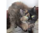 Adopt Egypt a Tortoiseshell Maine Coon (long coat) cat in Frederick