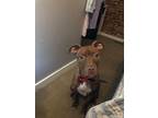 Adopt Pumpkyn a Brown/Chocolate - with White Bull Terrier / Terrier (Unknown
