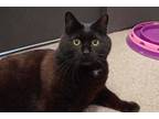 Adopt Harley a All Black Domestic Shorthair / Domestic Shorthair / Mixed cat in