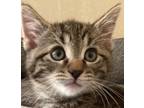 Adopt Clara a Gray, Blue or Silver Tabby Bengal (short coat) cat in Frederick