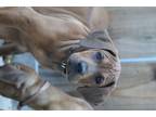 Adopt Lager a Tan/Yellow/Fawn - with White Cane Corso / Doberman Pinscher dog in