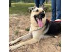 Adopt Josie Mae a Brown/Chocolate German Shepherd Dog / Mixed dog in Bryan