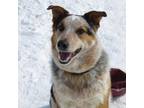 Adopt Boris 220255 a White - with Tan, Yellow or Fawn Cattle Dog / Mixed Breed