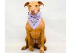 Adopt REMY a Brown/Chocolate Vizsla / Mixed dog in Sanford, FL (34273121)