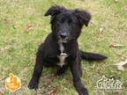 Adopt PUFF a Black - with White German Shepherd Dog / Mixed dog in Irvine