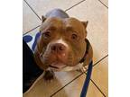 Adopt blossom a Brown/Chocolate - with White Bull Terrier / Mixed dog in
