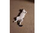 Adopt Cookie a Brown Tabby Domestic Mediumhair / Mixed (medium coat) cat in