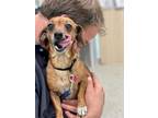 Adopt Mulata a Red/Golden/Orange/Chestnut Dachshund / Mixed dog in Key West