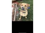 Adopt Loki a Tan/Yellow/Fawn Labrador Retriever / Mastiff / Mixed dog in Wesley