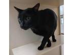 Adopt Royal a All Black Domestic Shorthair / Mixed cat in Ballston Spa