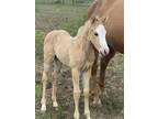 First Down DashSunfrost bred filly