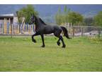 2 yr old full papered stallion by Meint 490