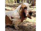 Basset Hound Puppy for sale in Arroyo Grande, CA, USA