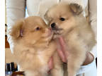 Pomeranian PUPPY FOR SALE ADN-409572 - Pomeranian puppy re home