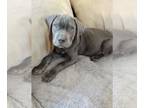 Cane Corso PUPPY FOR SALE ADN-409392 - Beautiful Blue Greys