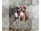 Bull Terrier-Rat Terrier Mix PUPPY FOR SALE ADN-409622 - Bull terriers mix