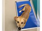 Labrador Retriever Mix DOG FOR ADOPTION RGADN-995487 - BOWSER - Labrador