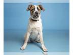 Pointer DOG FOR ADOPTION RGADN-1000987 - Juniper - Pointer / Saint Bernard Dog