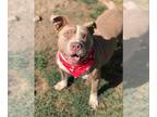 American Pit Bull Terrier Mix DOG FOR ADOPTION RGADN-1001197 - Amy - Pit Bull
