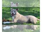 American Pit Bull Terrier DOG FOR ADOPTION RGADN-1001237 - Ava - Pit Bull