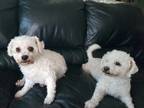 Adopt Jimmy and Daisy a White Bichon Frise / Bichon Frise / Mixed dog in