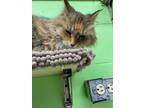 Adopt Miss Kitty a Tan or Fawn Domestic Longhair / Domestic Shorthair / Mixed