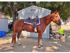 14 Years Old 15 Hand Chestnut Gelding for Sale in California