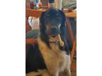 Adopt Ace a Black - with White Great Pyrenees / German Shorthaired Pointer /