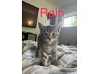 Adopt Rain a Gray, Blue or Silver Tabby Domestic Shorthair cat in mishawaka