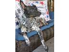 Adopt Domino a White - with Black Fox Terrier (Smooth) / German Shorthaired