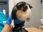 Adopt Smoke a Guinea Pig small animal in New York, NY (35000295)
