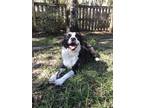 Adopt Buddy a Black - with White Border Collie / Mixed dog in Corpus Christi