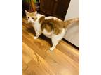 Adopt Chloe A White (Mostly) American Wirehair / Mixed (medium Coat) Cat In
