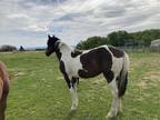 TriColored Gypsy VannerThoroughbred Filly