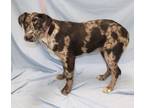 Adopt Harriet a Gray/Blue/Silver/Salt & Pepper Catahoula Leopard Dog /