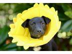 Adopt PUPPY STITCH a Labrador Retriever / Mixed dog in Charlotte, NC (34995874)