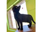 Adopt Rocket a All Black Domestic Mediumhair / Domestic Shorthair / Mixed cat in