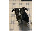 Adopt Jax a Black - with White American Pit Bull Terrier / Cane Corso / Mixed