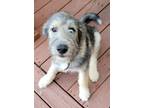Adopt Ford a Gray/Silver/Salt & Pepper - with Black Poodle (Standard) / Husky /