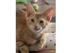 Adopt Mars a Orange or Red Tabby Domestic Shorthair (short coat) cat in College