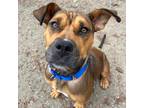 Adopt Minnie *updated Bio a American Staffordshire Terrier / Pit Bull Terrier /