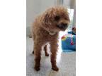 Adopt Pumba a Poodle (Miniature) / Mixed dog in Richmond, BC (34992373)