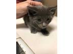 Adopt Wasabi a Gray or Blue Domestic Shorthair / Domestic Shorthair / Mixed cat