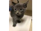 Adopt Tadashi a Gray or Blue Domestic Shorthair / Domestic Shorthair / Mixed cat