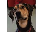 Adopt Junie a Black Hound (Unknown Type) / Mixed dog in Payson, AZ (34992596)