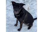 Adopt Kya a Labrador Retriever / Rottweiler / Mixed dog in Kelowna